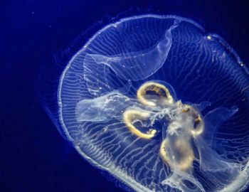 nc aquarium pine knoll shores